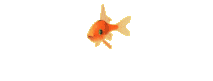 animasi-bergerak-ikan-0327