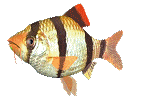 animasi-bergerak-ikan-0355