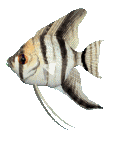 animasi-bergerak-ikan-0412