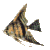 animasi-bergerak-ikan-0510
