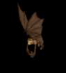 animasi-bergerak-kelelawar-kalong-0037