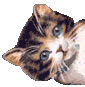 animasi-bergerak-kucing-0089