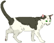 animasi-bergerak-kucing-0534