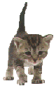 animasi-bergerak-kucing-0546
