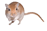 animasi-bergerak-tikus-0236