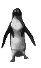 animasi-bergerak-penguin-0003