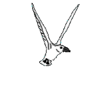 animasi-bergerak-burung-0239
