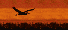 animasi-bergerak-burung-0288