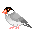 animasi-bergerak-burung-0478