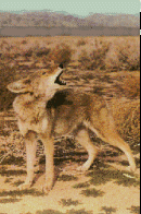 animasi-bergerak-serigala-0012