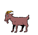 animasi-bergerak-kambing-0005