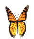 animasi-bergerak-kupu-kupu-0008