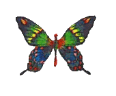 animasi-bergerak-kupu-kupu-0014