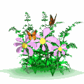animasi-bergerak-kupu-kupu-0053