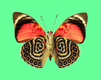 animasi-bergerak-kupu-kupu-0174