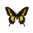 animasi-bergerak-kupu-kupu-0250