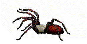 animasi-bergerak-laba-laba-0173