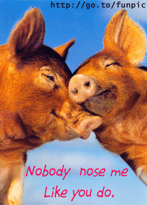 animasi-bergerak-babi-0258