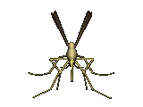 animasi-bergerak-serangga-0022