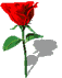 animasi-bergerak-bunga-mawar-0029