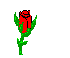 animasi-bergerak-bunga-mawar-0156