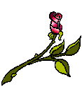 animasi-bergerak-bunga-mawar-0160