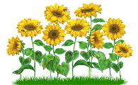 animasi-bergerak-bunga-matahari-0009