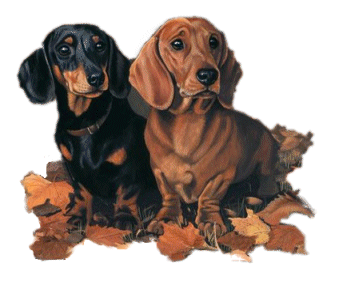 animasi-bergerak-anjing-dachshund-0050