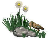 animasi-bergerak-bebek-itik-0126