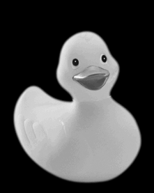 animasi-bergerak-bebek-itik-0163