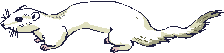 animasi-bergerak-musang-cerpelai-0035