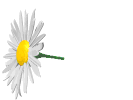 animasi-bergerak-bunga-kembang-0406