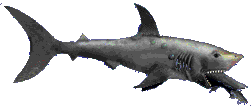 animasi-bergerak-ikan-hiu-0072