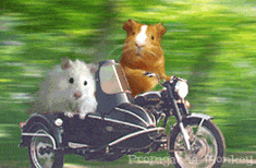animasi-bergerak-hamster-0117
