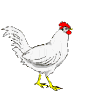 animasi-bergerak-ayam-0103