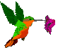 animasi-bergerak-burung-kolibri-0016