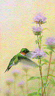 animasi-bergerak-burung-kolibri-0047