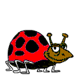 animasi-bergerak-kepik-kumbang-koksi-0055