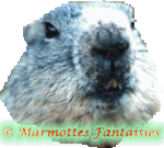 animasi-bergerak-marmut-marmot-0098