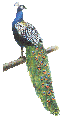 animasi-bergerak-burung-merak-0011