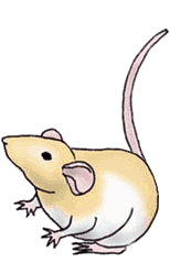 animasi-bergerak-tikus-besar-0051