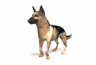 animasi-bergerak-anjing-gembala-0005