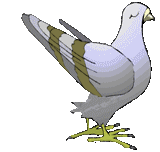 animasi-bergerak-burung-merpati-dara-0036