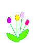 animasi-bergerak-bunga-tulip-0012