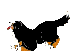 animasi-bergerak-anjing-gunung-bernese-0177