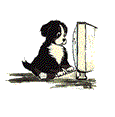 animasi-bergerak-anjing-gunung-bernese-0200